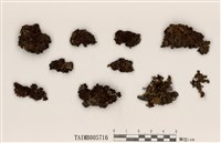 藏品(島衣屬)的圖片